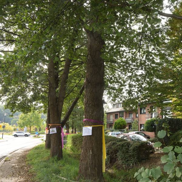 Bunte Bänder an den Stämmen von Bäumen in Osenau.