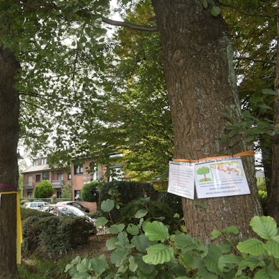 Bunte Bänder an den Stämmen von Bäumen in Osenau.