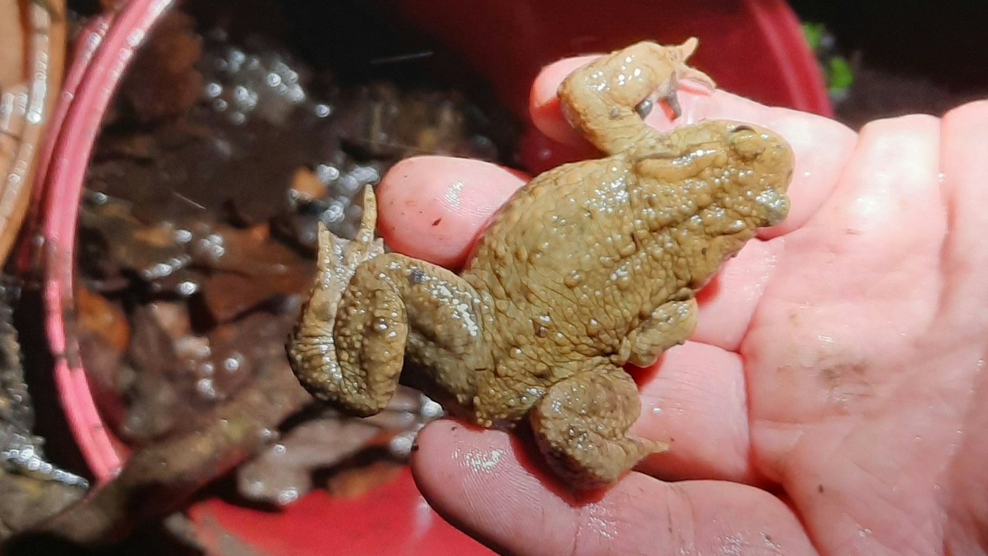 Eine Hand hält eine Kröte über einem Eimer mit Laub.