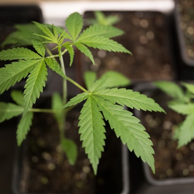 Nutzhanf-Pflanzen der Sorte Futura 75 stehen im Hanf-Museum in einem extra gesicherten Raum.