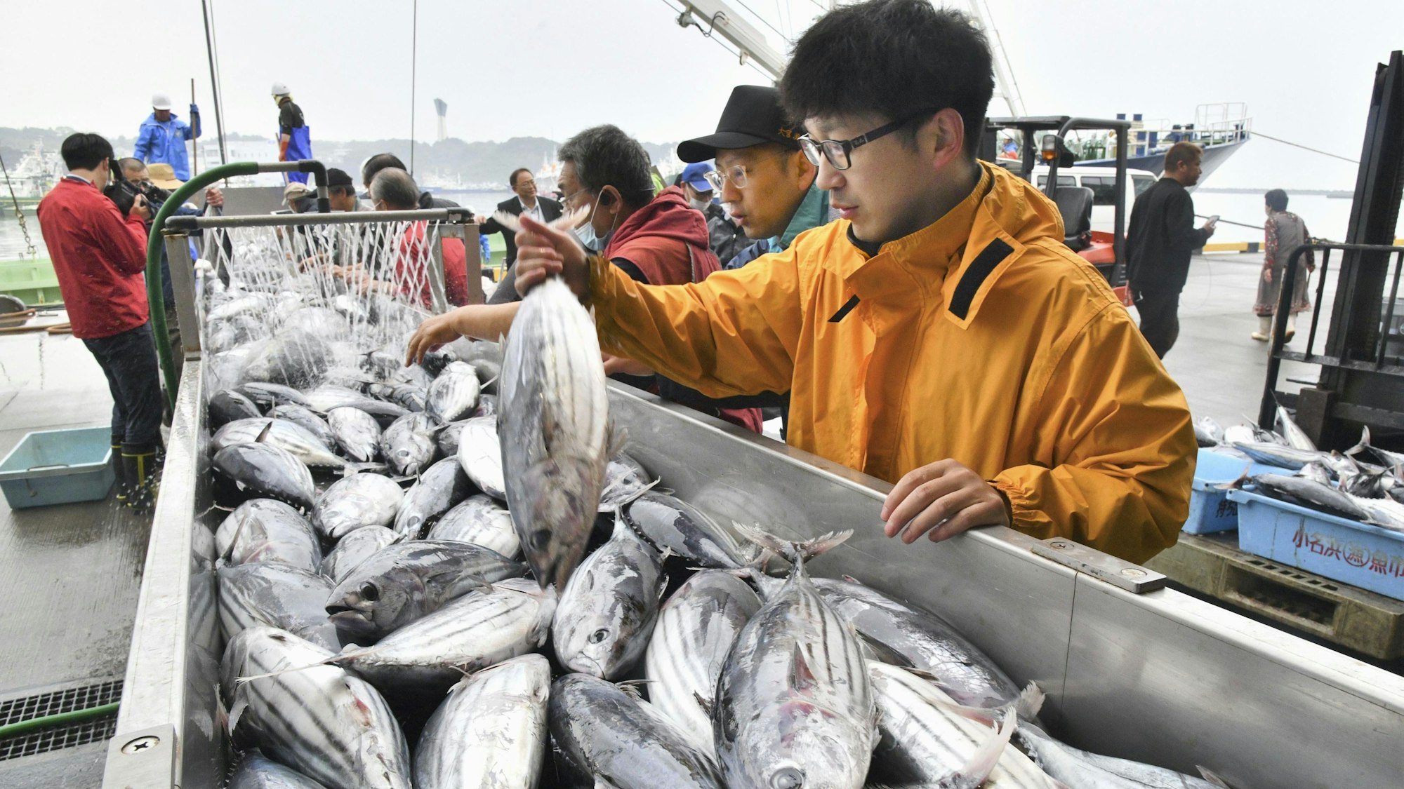 Männer stehen an einem Band, über das tote Fische transportiert werden.(Archivbild)