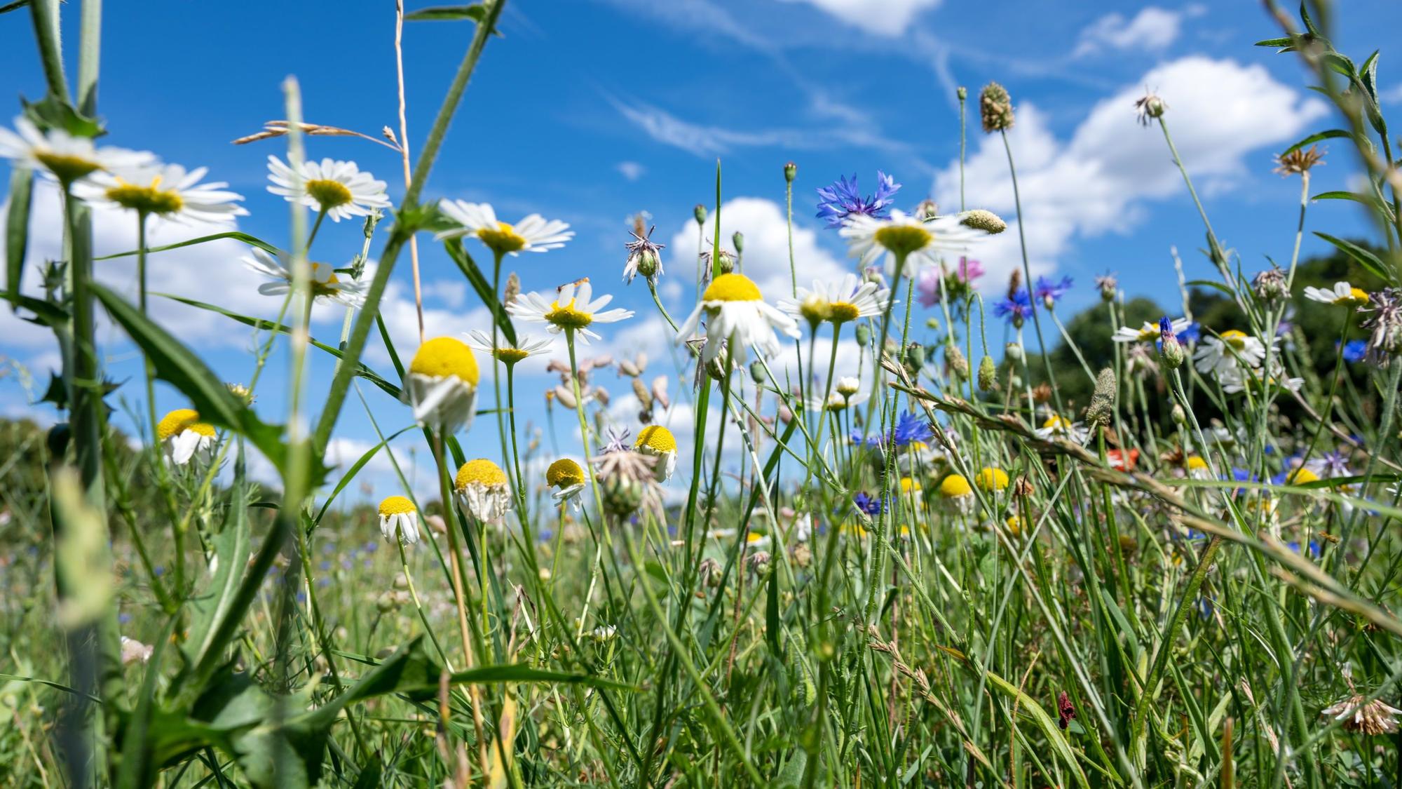 Wildblumen blühen auf einer Wiese im Grüngürtel. Die Wildblumenwiese liegt am Militärring auf Höhe des Geißbockheims.