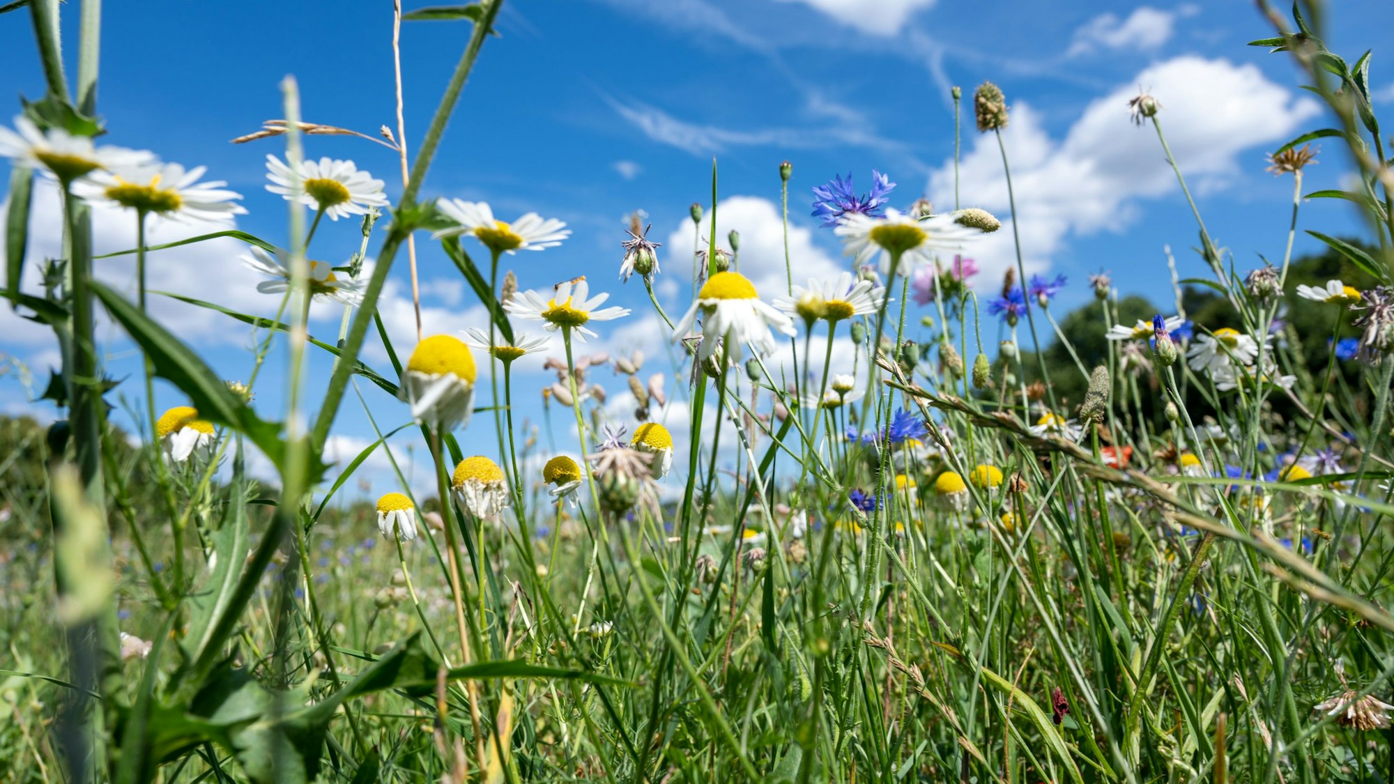 Wildblumen blühen auf einer Wiese im Grüngürtel. Die Wildblumenwiese liegt am Militärring auf Höhe des Geißbockheims.