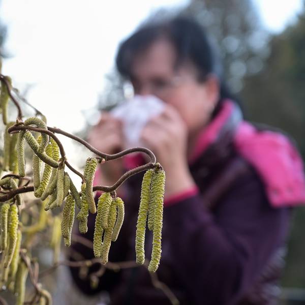 Eine Frau mit einer Allergie steht mit einem Taschentuch an einer Korkenzieherweide, die in voller Blüte steht. Durch die milden Temperaturen blühen viele Pflanzen schon sehr zeitig.