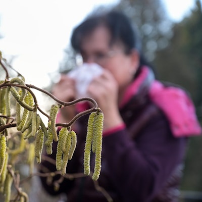 Eine Frau mit einer Allergie steht mit einem Taschentuch an einer Korkenzieherweide, die in voller Blüte steht. Durch die milden Temperaturen blühen viele Pflanzen schon sehr zeitig.