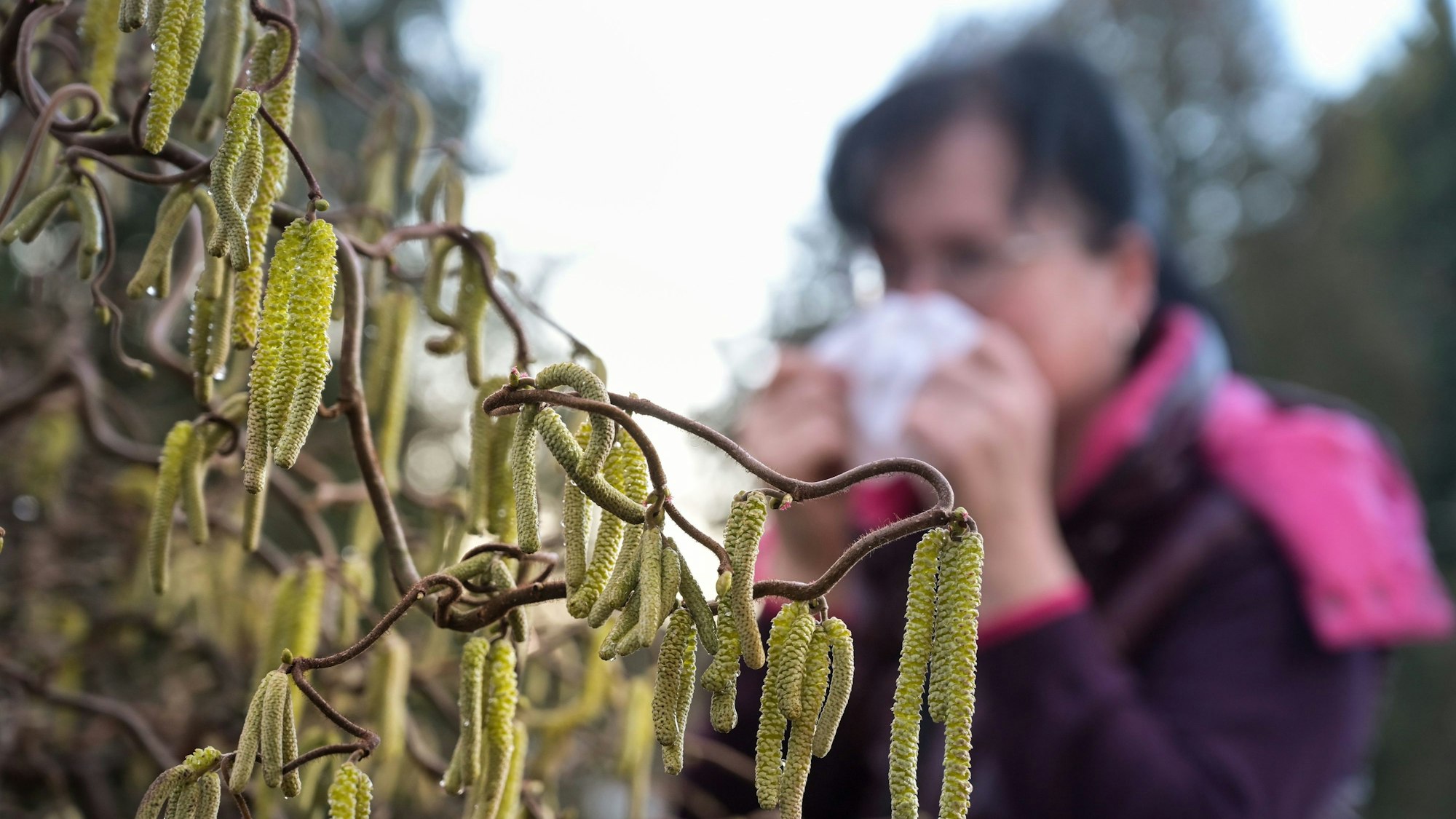 Eine Frau mit einer Allergie steht mit einem Taschentuch an einer Korkenzieherweide, die in voller Blüte steht. Durch die milden Temperaturen blühen viele Pflanzen schon sehr zeitig.