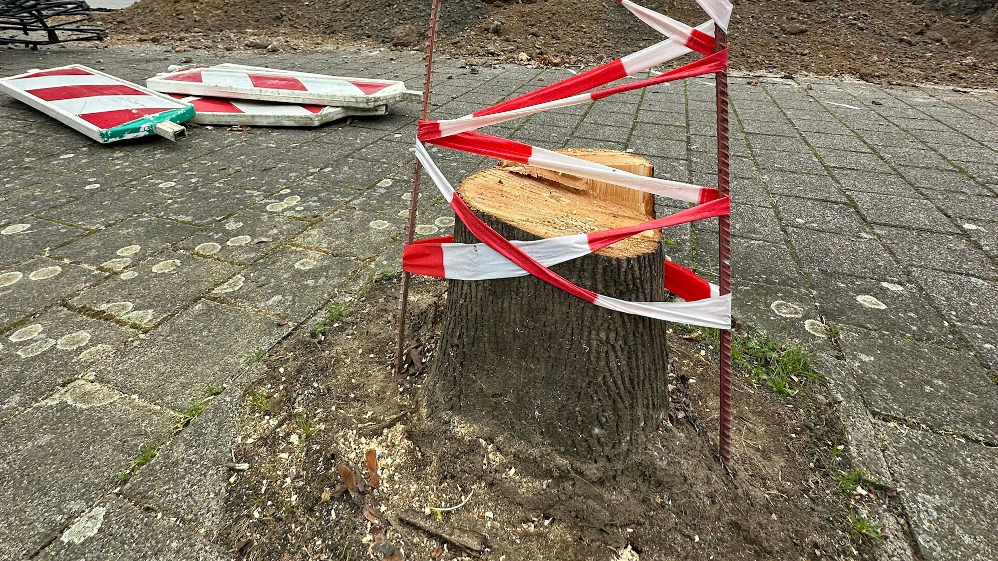 Der Stumpf eines gefällten Baumes, der durch die Trockenheit der letzten Jahre krank geworden war.