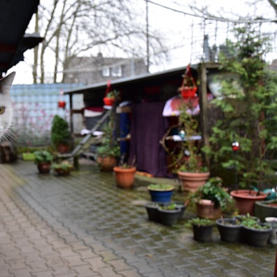 Eine Katze sitzt auf einem Tisch in einem Gebäudehof.