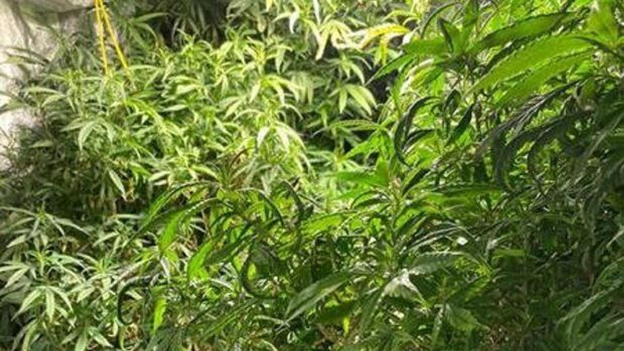 Illegal angebaute Cannabispflanzen