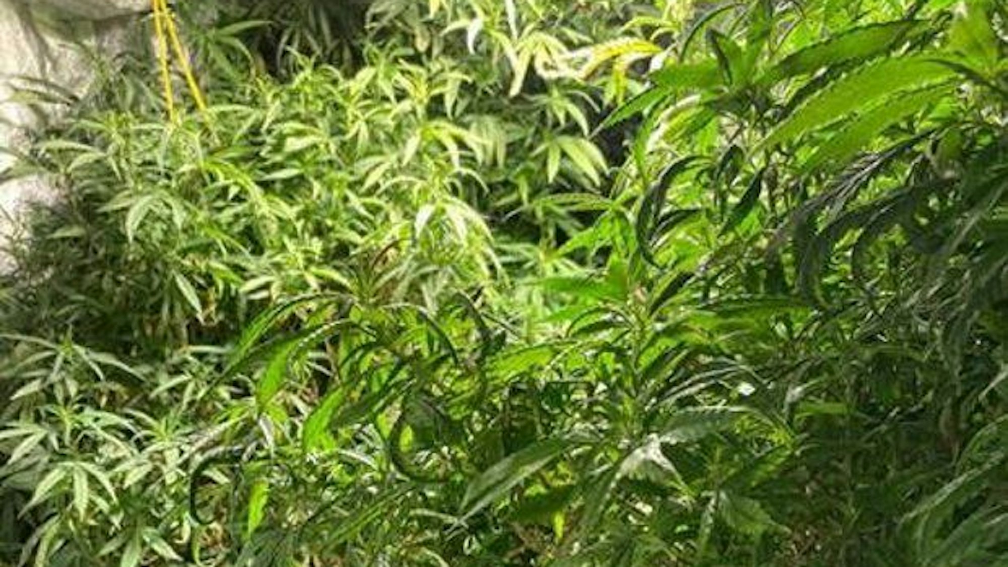 Illegal angebaute Cannabispflanzen