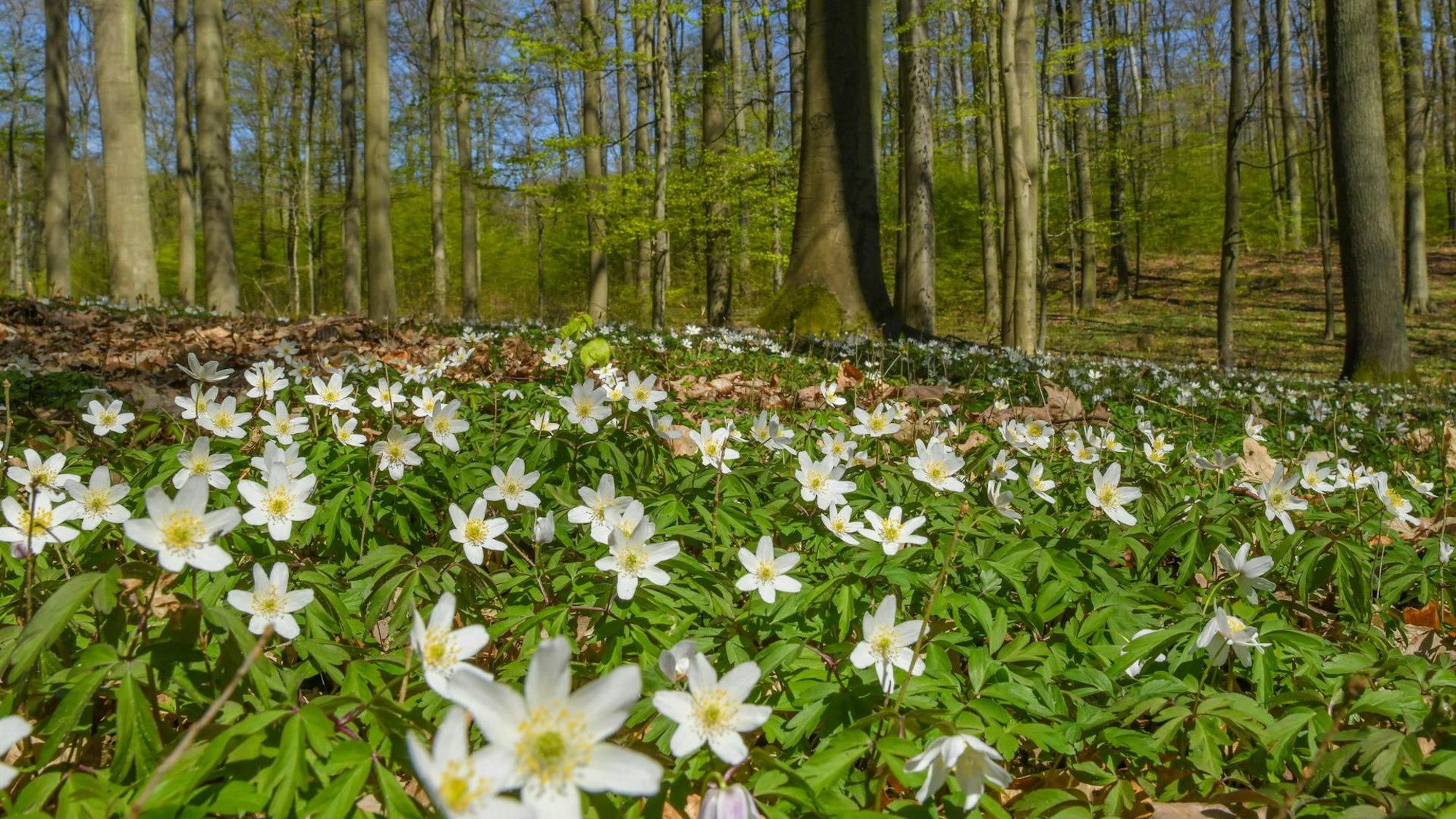 Sie bringen Frühlingsgefühle und etwas Farbe für den Waldboden: Buschwindröschen (Anemone nemorosa).