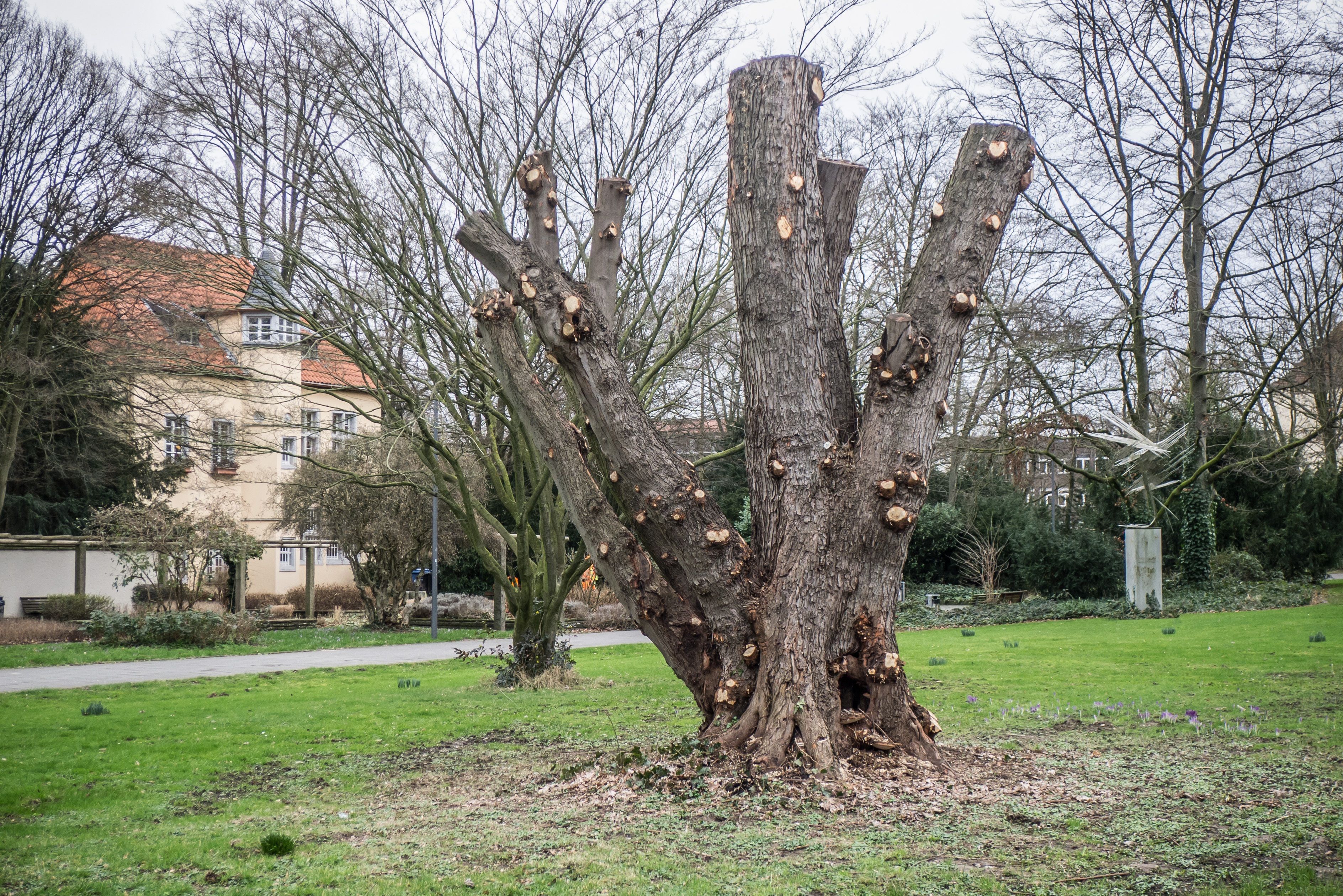 Rosskastanie, jetzt Habitatbaum, vor der Doktorsburg