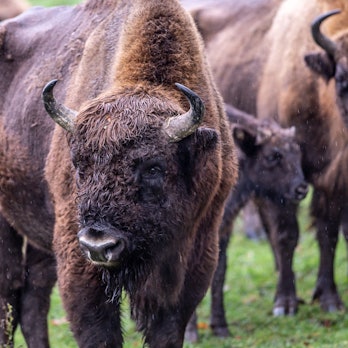 Wisente im Rothaargebirge.