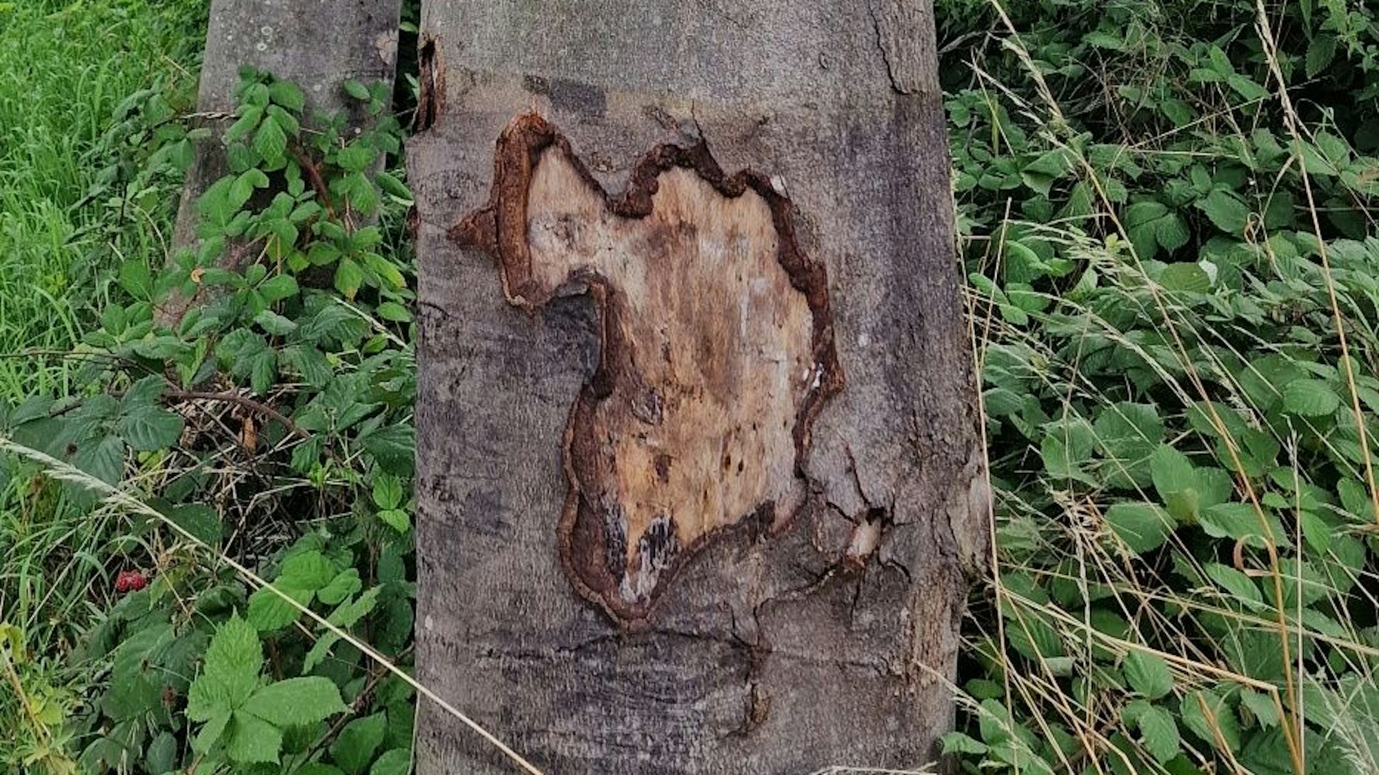 Leichlingen Stadt will Bäume auf Baustellen besser schützen Kölner