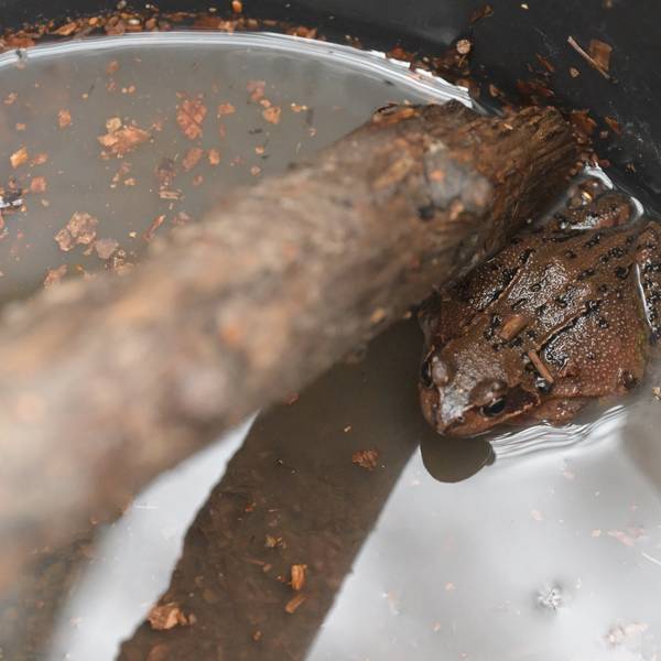 Ein brauner Grasfrosch sitzt in einem Eimer und wird darin über die Straße getragen.