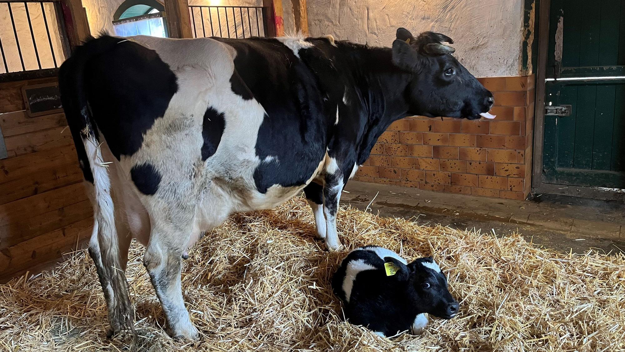 Mutterkuh Lenchen und ihr Kalb in einem Stall.