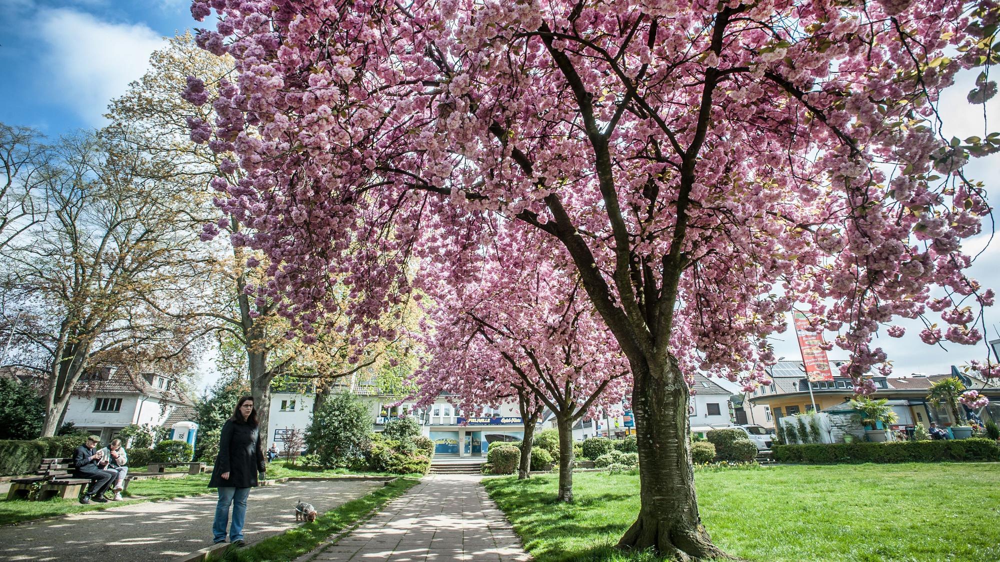 Kirschblüte im Stadtpark Leichlingen