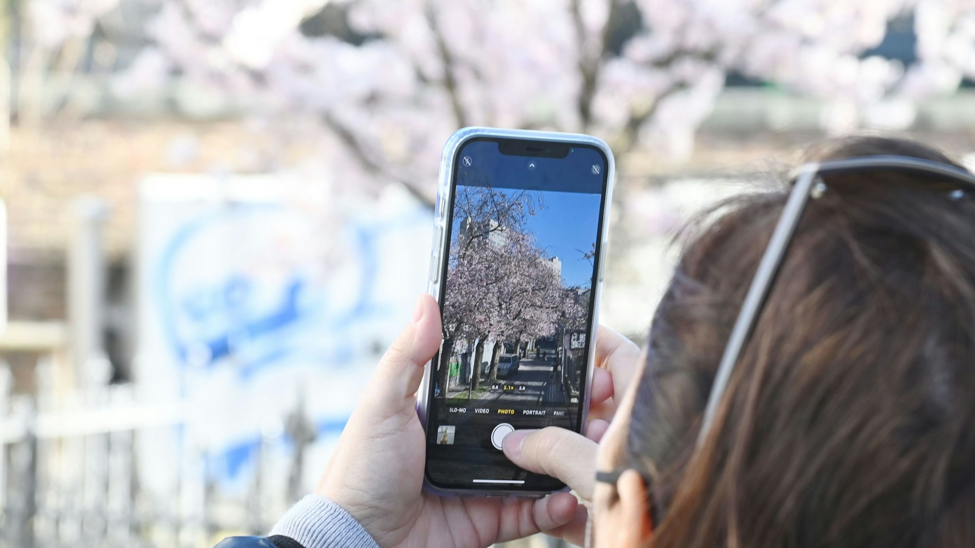 Kirschblüte in der Altstadt Bonn.