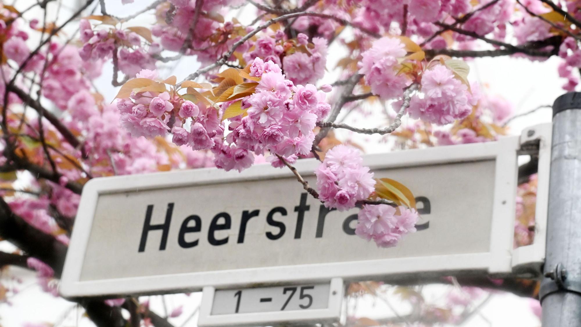 Kirschblüte auf der Heerstraße in Bonn.