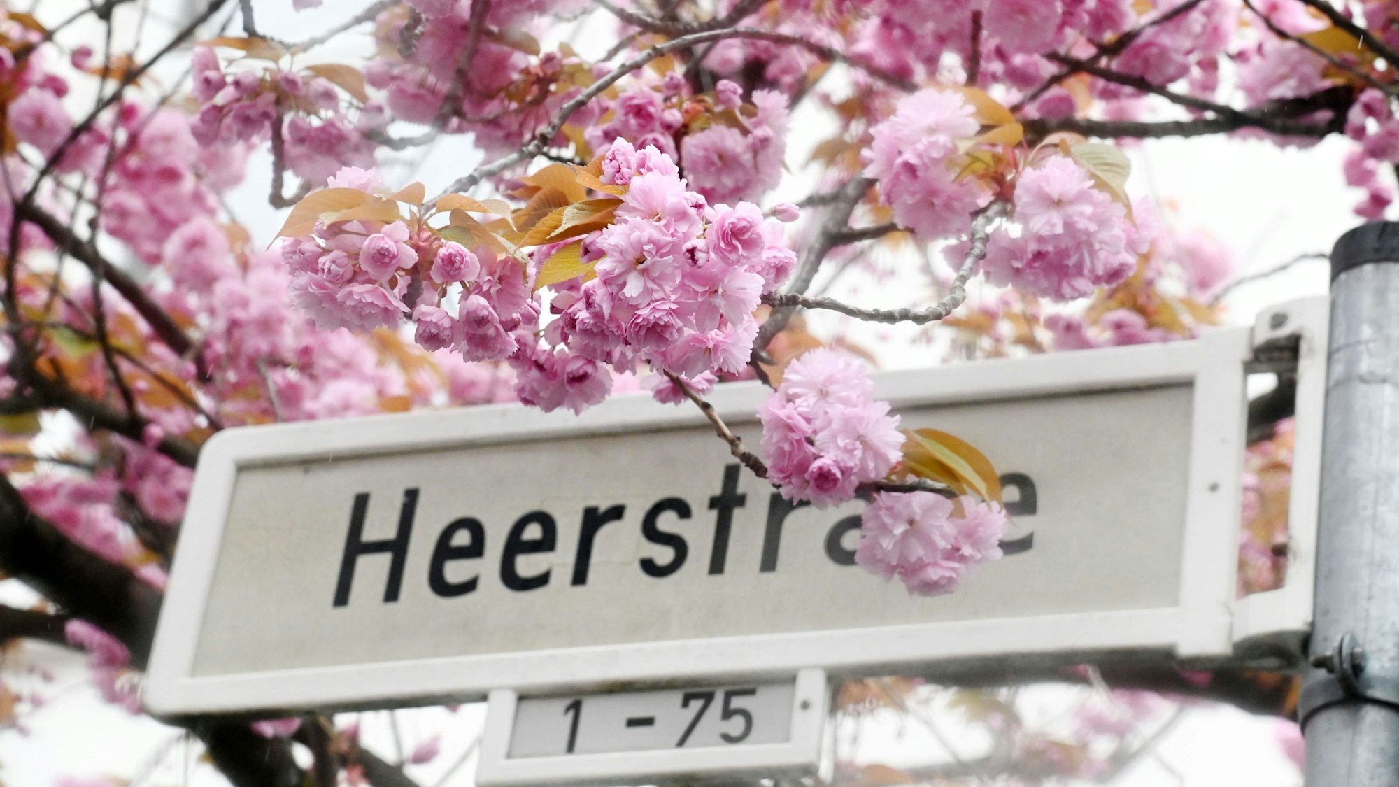 Kirschblüte auf der Heerstraße in Bonn.