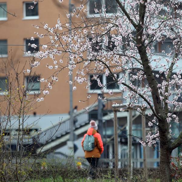 Das Foto zeigt einen blühenden Baum.