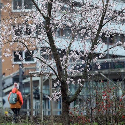 Das Foto zeigt einen blühenden Baum.