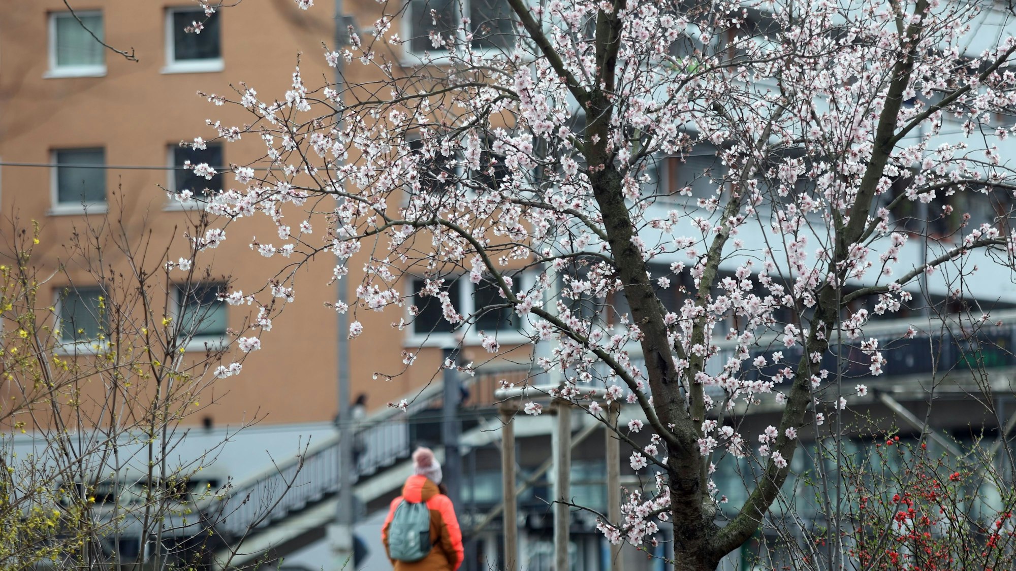 Das Foto zeigt einen blühenden Baum.