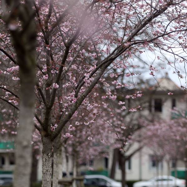 Langsam kommt der Frühling raus. Bäume Stäucher und Blumen blühen bereits. Wie hier in Nippes in der Grabbestraße wo eine kleine Allee von Kirschbäumen blühen. Foto: Arton Krasniqi