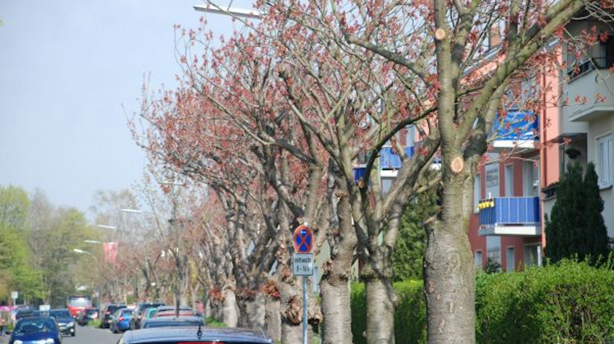 Kirschbäume auf der Rondorfer Straße