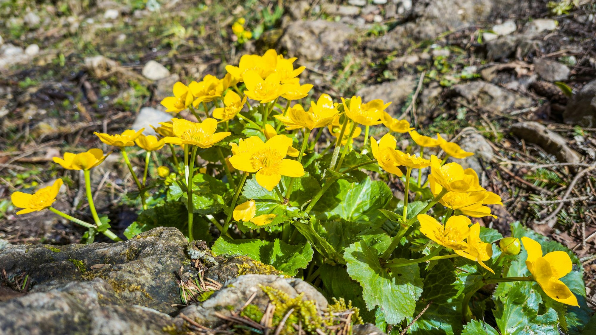 Gelb leuchten die Sumpfdotterblumen.