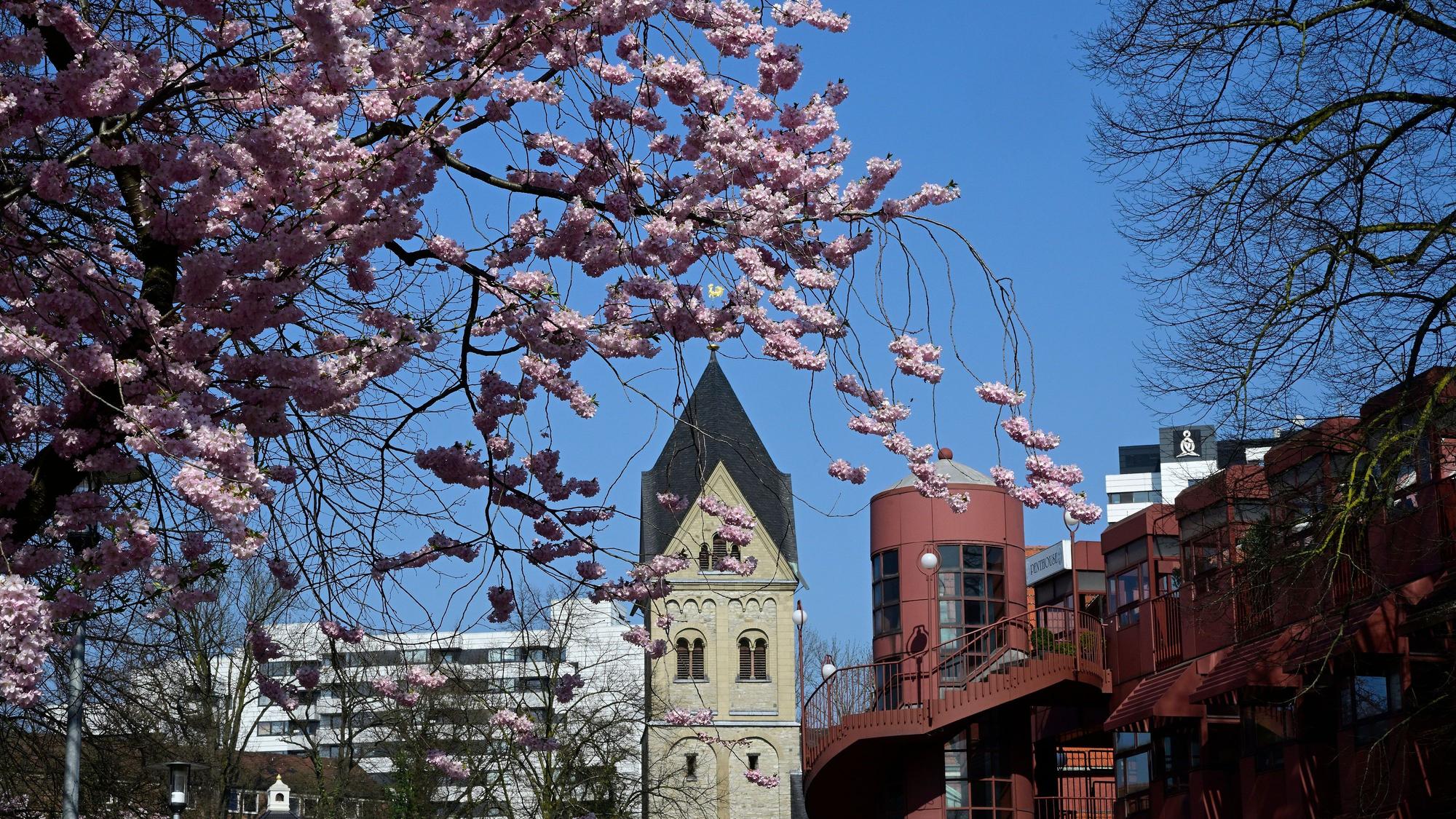 Kirschblüte am Bergischen Löwen und der Villa Zanders