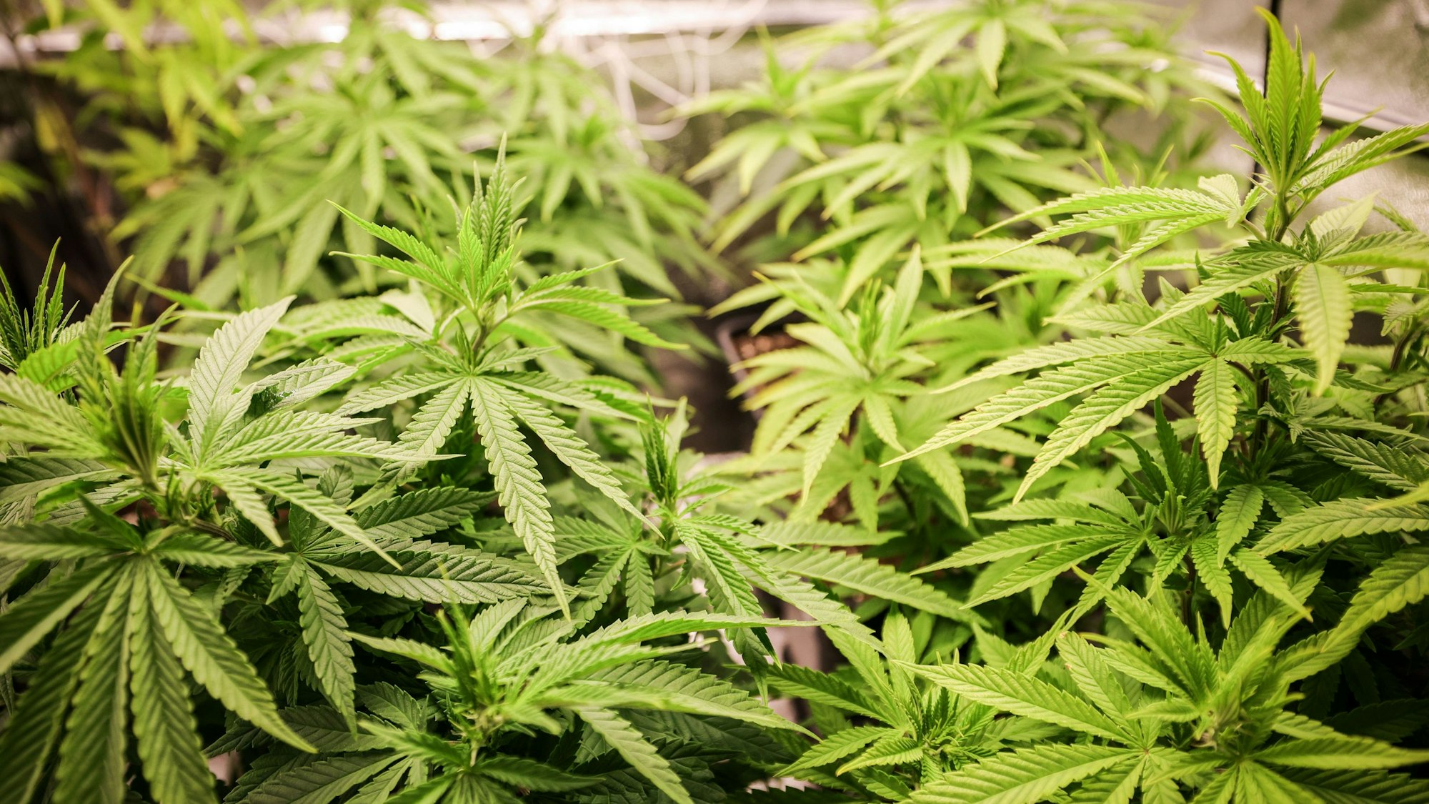 Die neue Gesetzeslage zum Umgang mit Cannabis haben in Waldbröl einen Angeklagten wahrscheinlich vor einer Bewährungsstrafe bewahrt. Das Symbolfoto zeigt etwa vier Wochen alte Pflanzen.