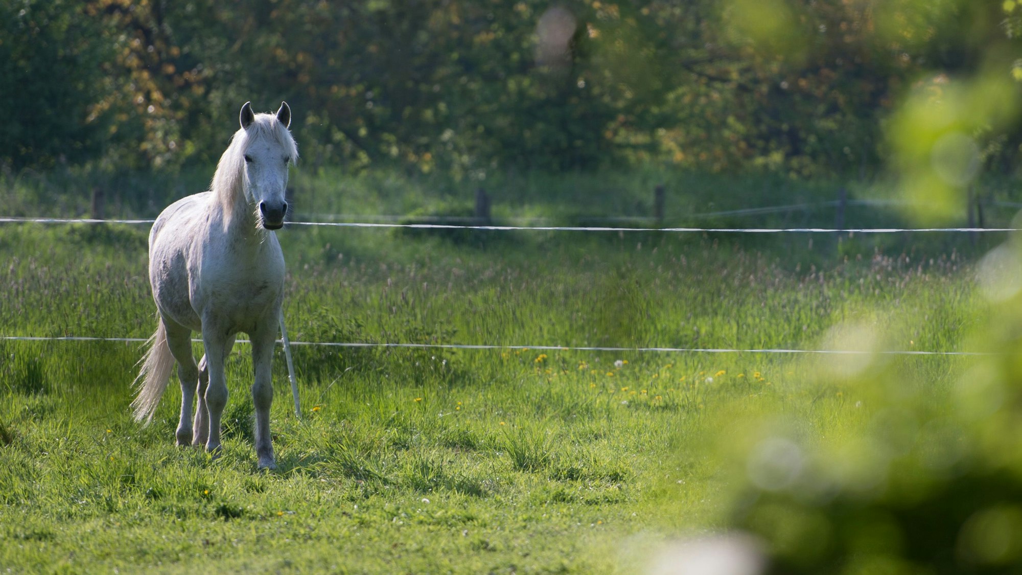 Ein Schimmel steht am 6.5.2016 in Hannover (Niedersachsen) auf einer Weide und beäugt neugierig den Fotografen. Foto: Sebastian Gollnow/dpa ++ +++ dpa-Bildfunk +++