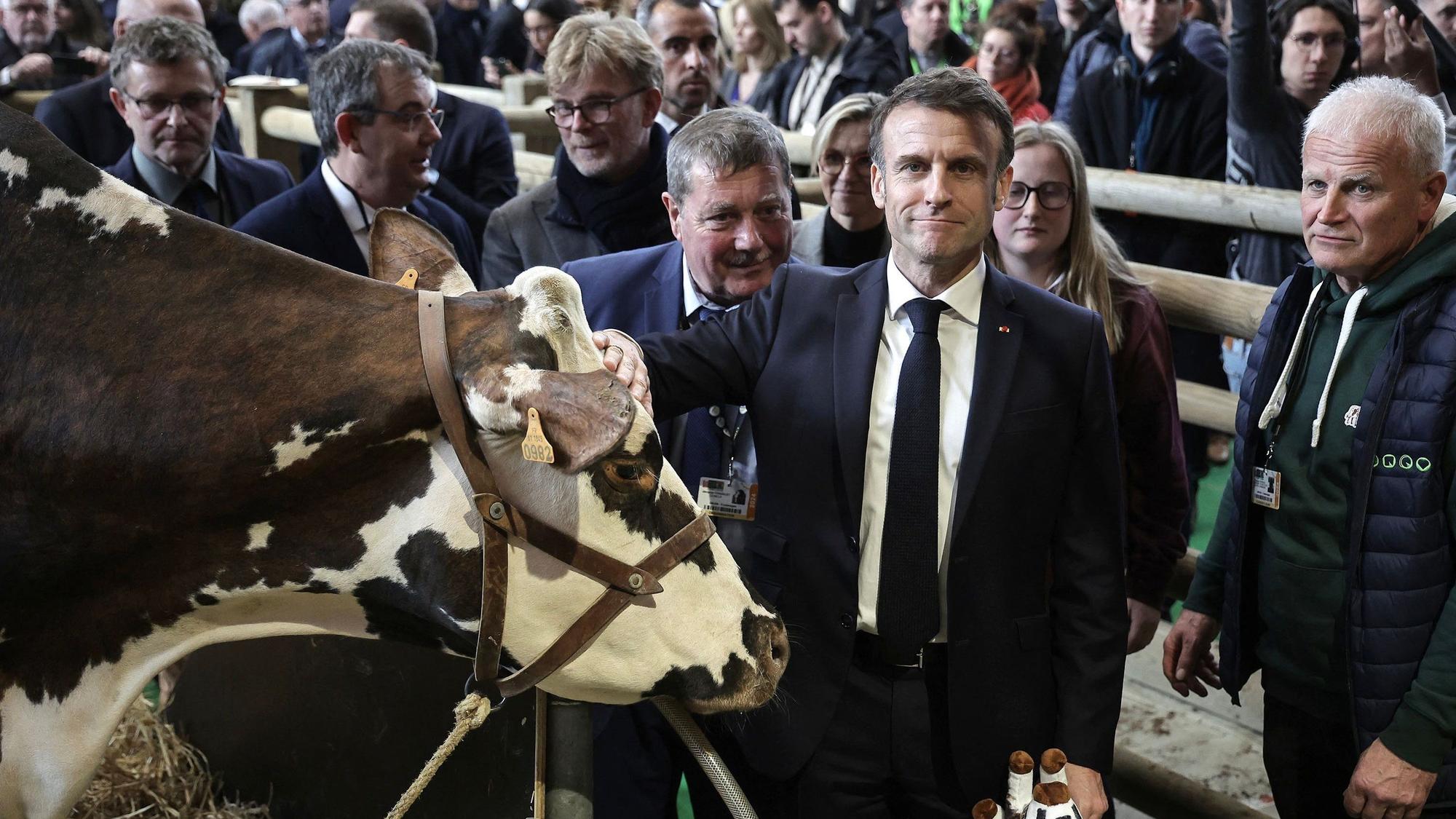 Frankreichs Präsidenten Emmanuel Macron streichelt eine Kuh. Im Vorfeld des Pariser Salon de l'Agriculture kam es zu Auseinandersetzungen.