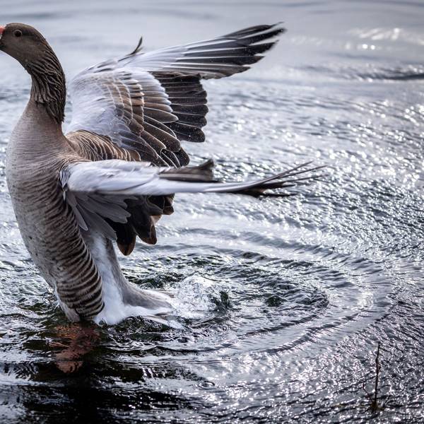 Bei einer Wildgans wurde an der Bevertalsperre im Oberbergischen Kreis die Vogelgrippe nachgewiesen. Das Symbolfoto zeigt eine Gans beim Baden.