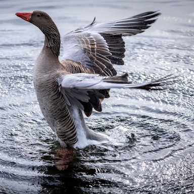 Bei einer Wildgans wurde an der Bevertalsperre im Oberbergischen Kreis die Vogelgrippe nachgewiesen. Das Symbolfoto zeigt eine Gans beim Baden.