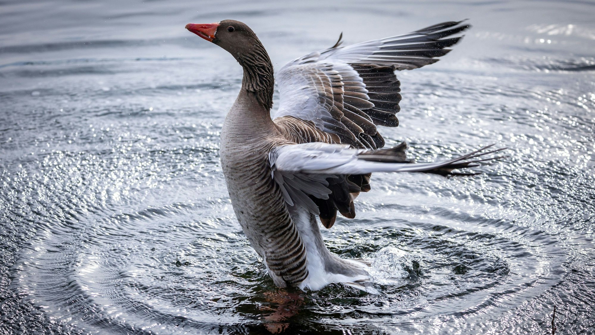 Bei einer Wildgans wurde an der Bevertalsperre im Oberbergischen Kreis die Vogelgrippe nachgewiesen. Das Symbolfoto zeigt eine Gans beim Baden.