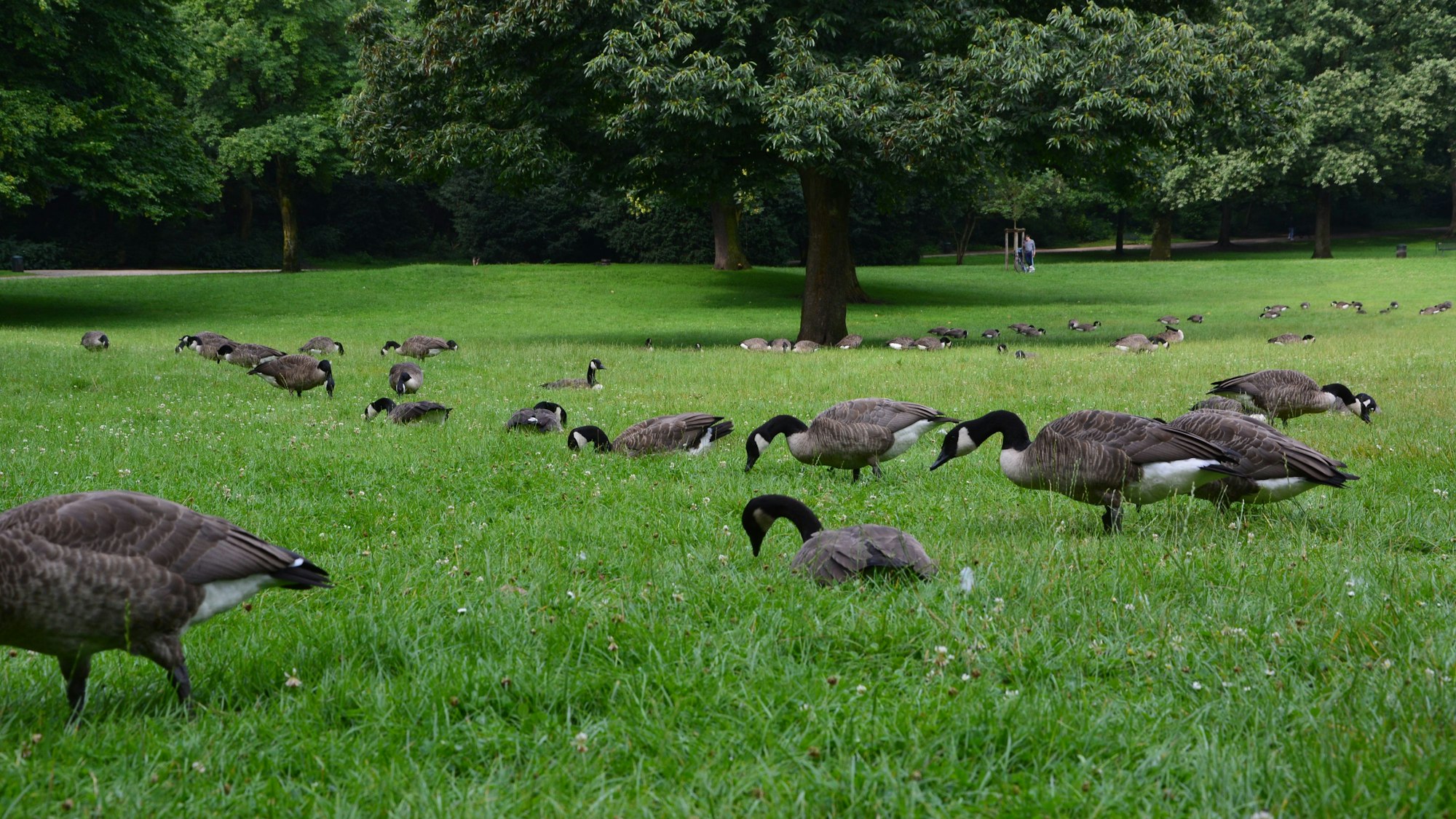 Eine Schar Gänse ist auf einer Wiese unterwegs.