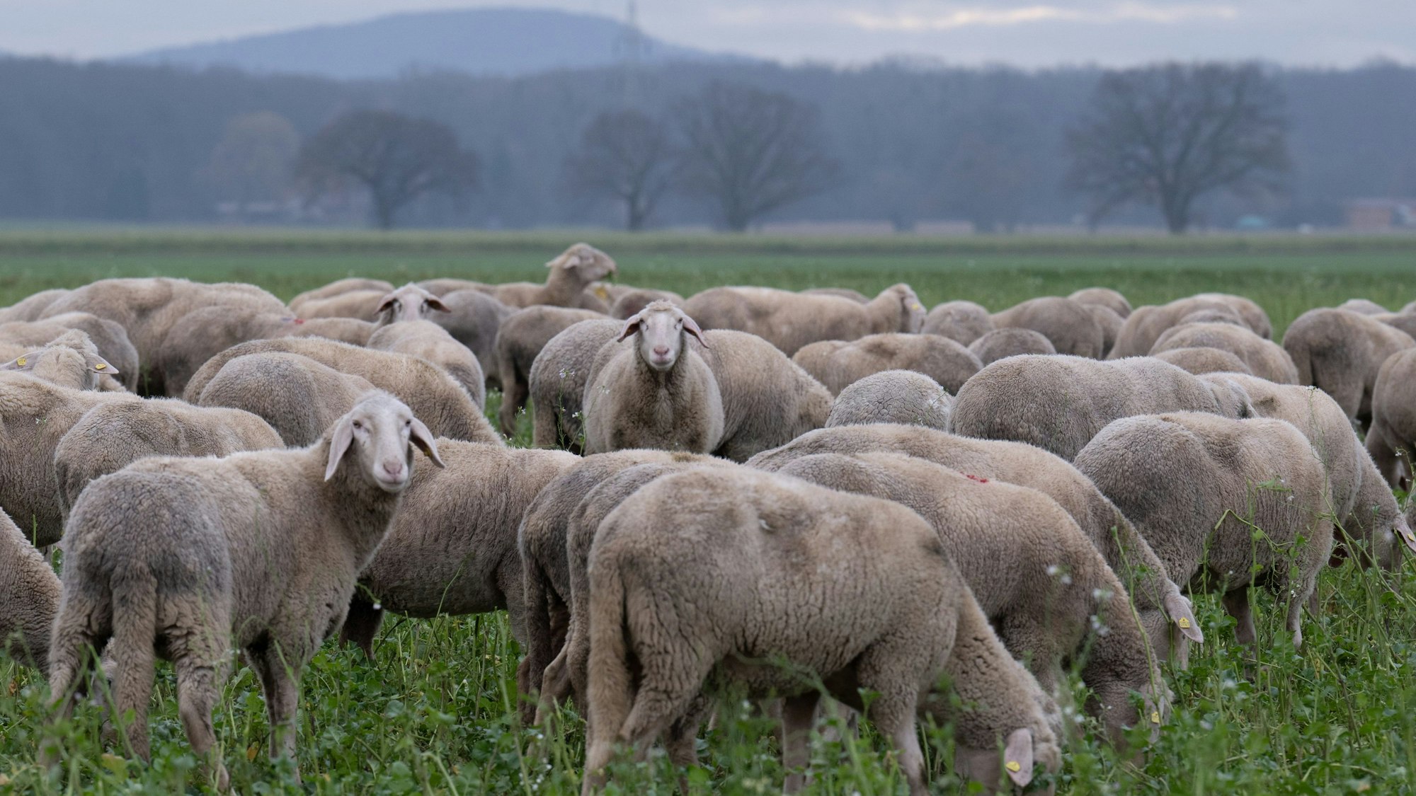 ARCHIV - 05.01.2024, Nordrhein-Westfalen, Frille: Schafe laufen im dunstigen Tageslicht über einen Acker in Frille in Ostwestfalen. Foto: Boris Roessler/dpa