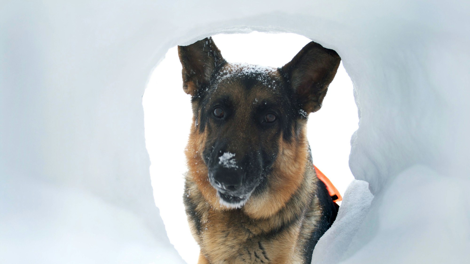 Ein Lawinen-Suchhund im Schnee (Symbolbild). Ein Mann in den USA hat nach elf Monaten seinen nach einer Lawine verschwundenen Hund Ullr gesichtet.