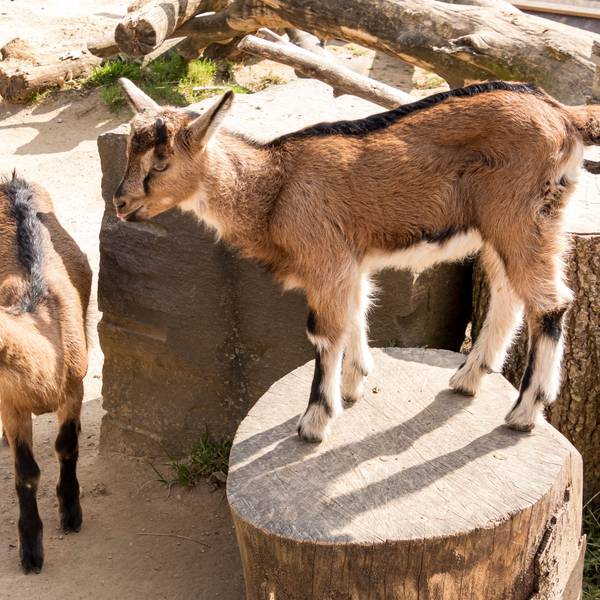 Ziegen im Kölner Zoo.