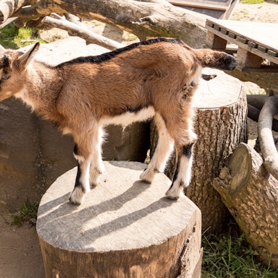 Ziegen im Kölner Zoo