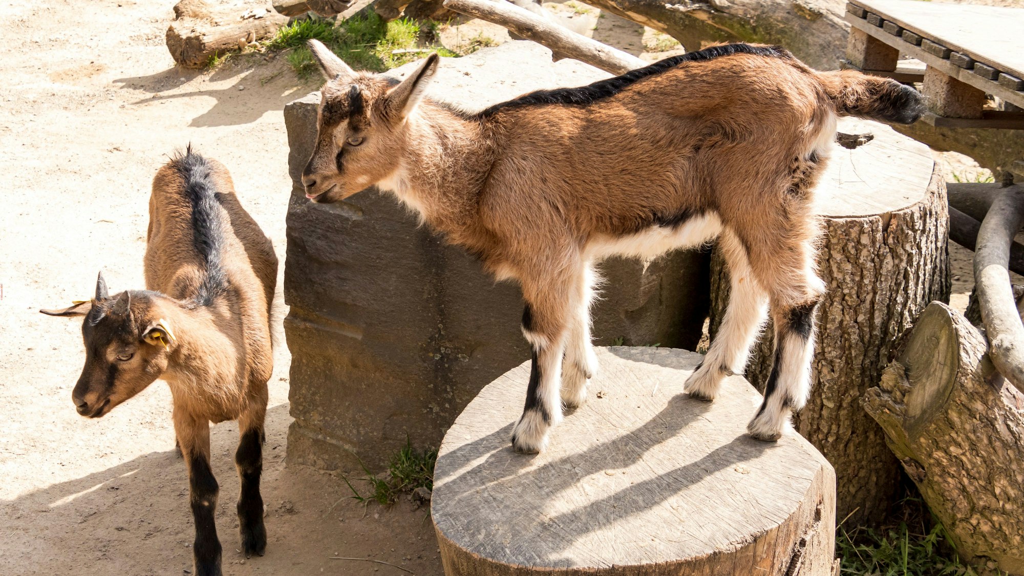 Ziegen im Kölner Zoo