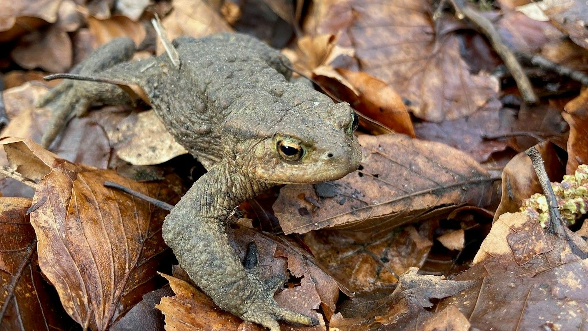 Auf dem Bild ist eine Kröte zu sehen.