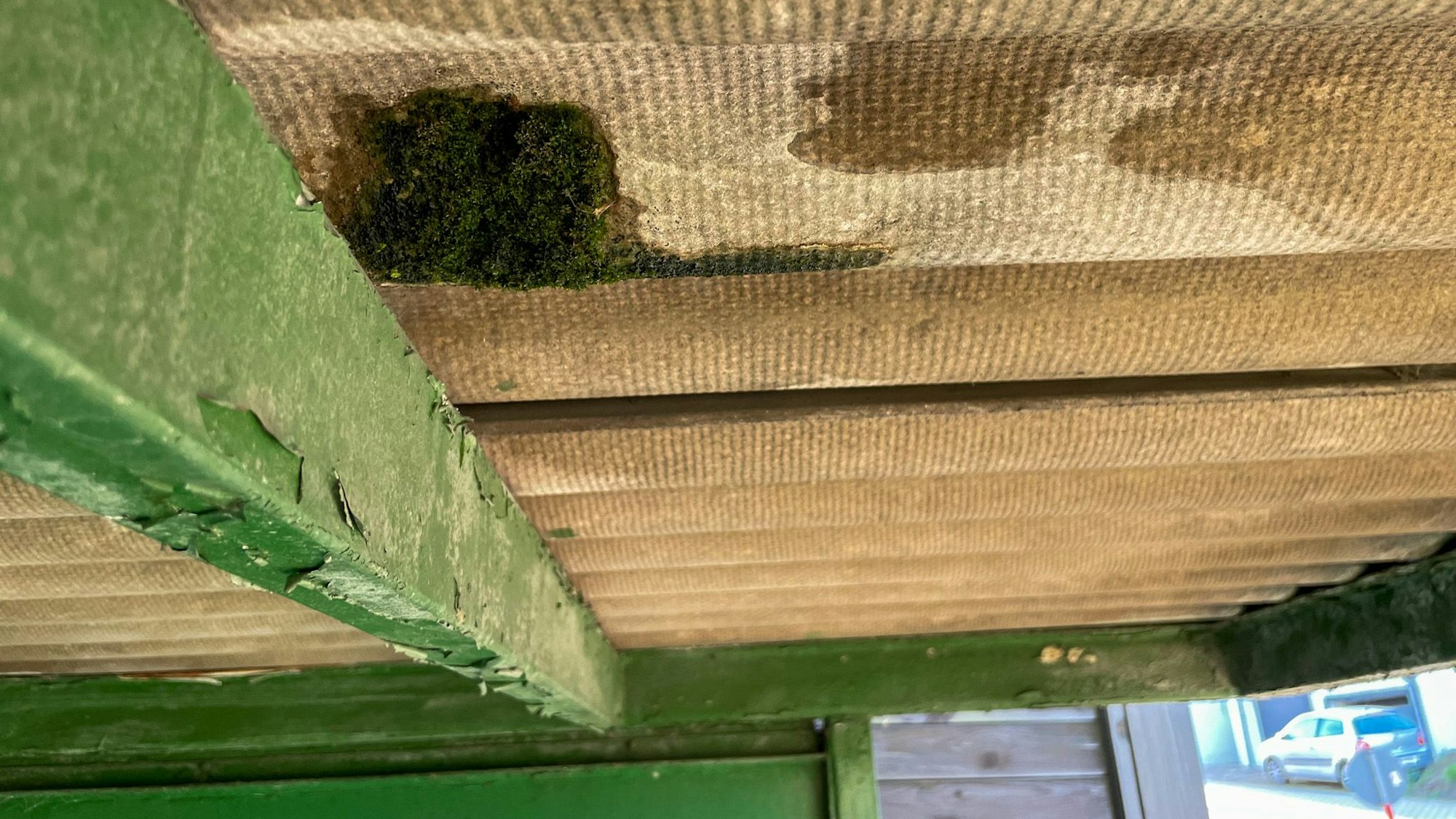 An der Decke bildet sich durch die Feuchtigkeit Moos.