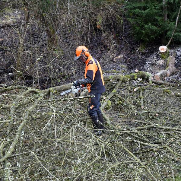 Vor dem 1. März zieht die Waldbröler Ortsgruppe des Nabu ins Grüne und macht auf dem Gelände der Alten Lehmgrube alles fertig für die Amphibiensaison. Das Foto zeigt einen Nabu-Mann beim Zersägen von Ästen.