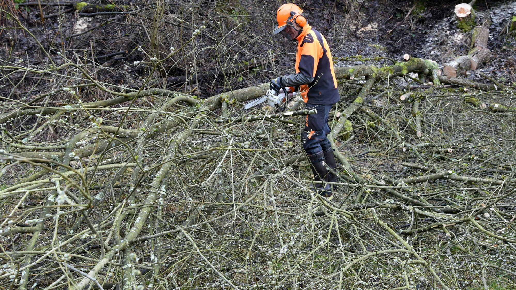 Vor dem 1. März zieht die Waldbröler Ortsgruppe des Nabu ins Grüne und macht auf dem Gelände der Alten Lehmgrube alles fertig für die Amphibiensaison. Das Foto zeigt einen Nabu-Mann beim Zersägen von Ästen.