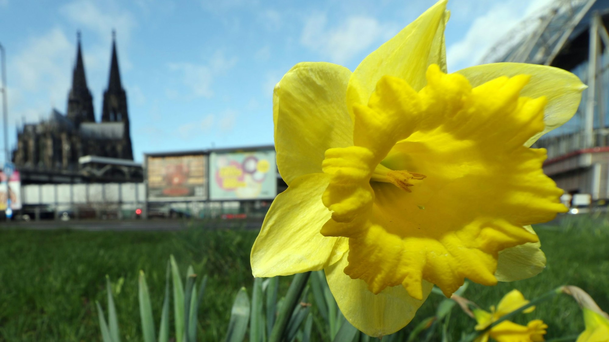 Osterglocken und der Kölner Dom an Ostern.