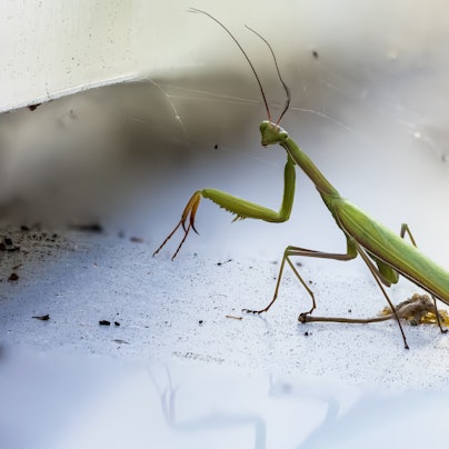 Eine männliche Gottesanbeterin sitzt auf einem Fensterbrett.