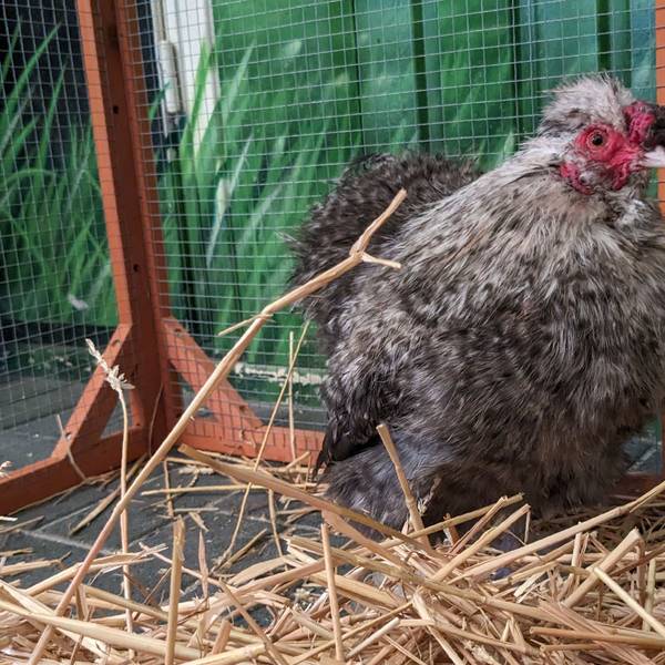 Ein Seidenhahn hockt in seinem Käfig; auf dem Boden liegt Stroh.